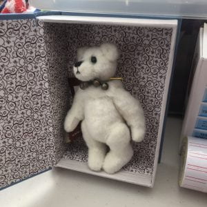 STUDY BEAR